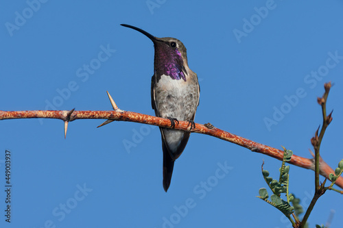 Fotografie Lucifer's Hummingbird male taken in SE Arizona