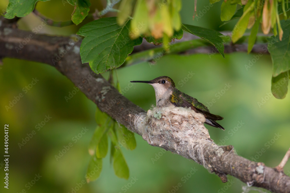 Obraz premium Ruby-throated Hummingbird taken in southern MN