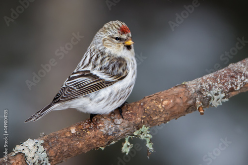 Hoary Redpoll taken in northern MN in the wild photo