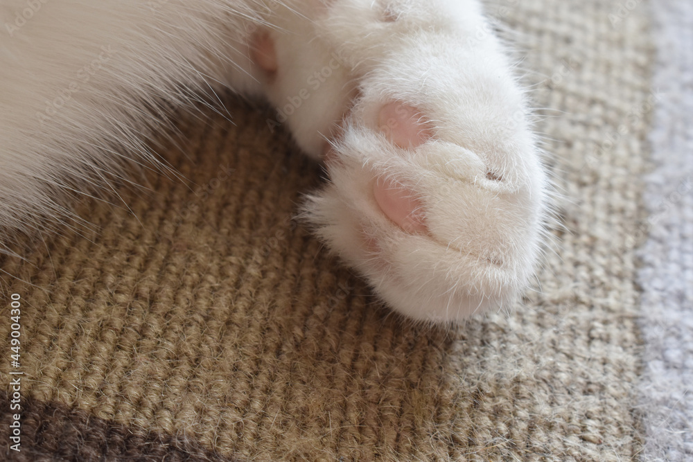 Cat toe beans on rug or carpet. Cat relaxing at home. Copy space is on the left side. Photo can be used for how to remove cat hair from the carpet concept. Cat toe beans on rug or carpet. Cat relaxing at home. Copy space is on the left side. Photo can be used for how to remove cat hair from the carpet concept.