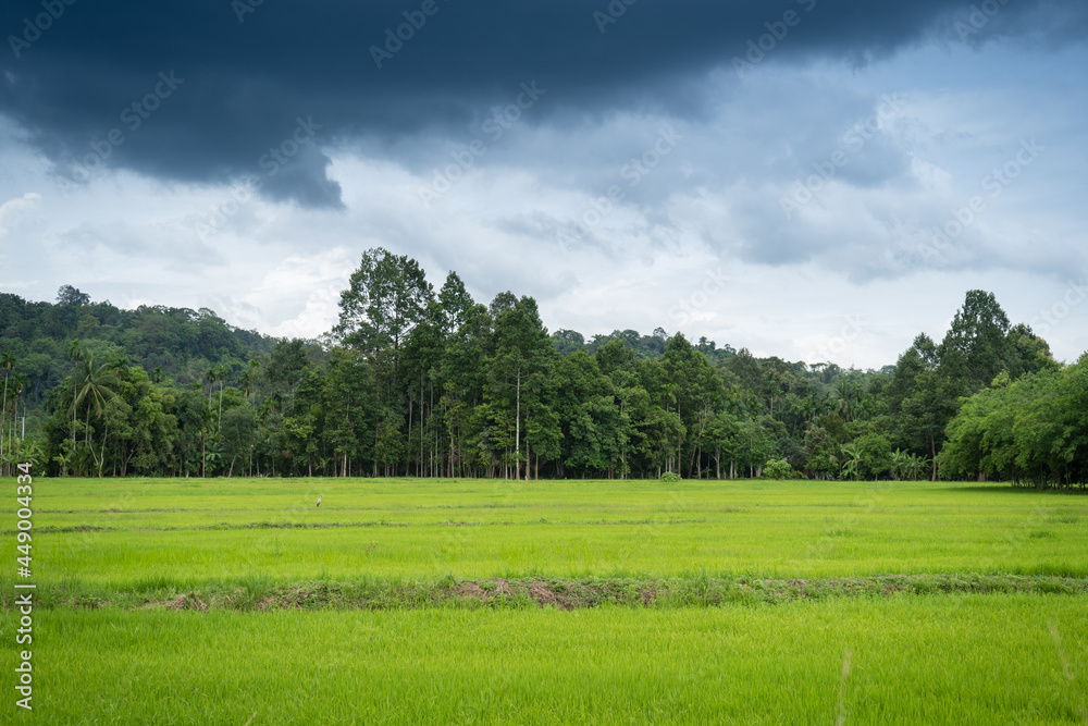The rice fields can see the embankment, the rain clouds, the forest line, the big trees and the mountain ranges.