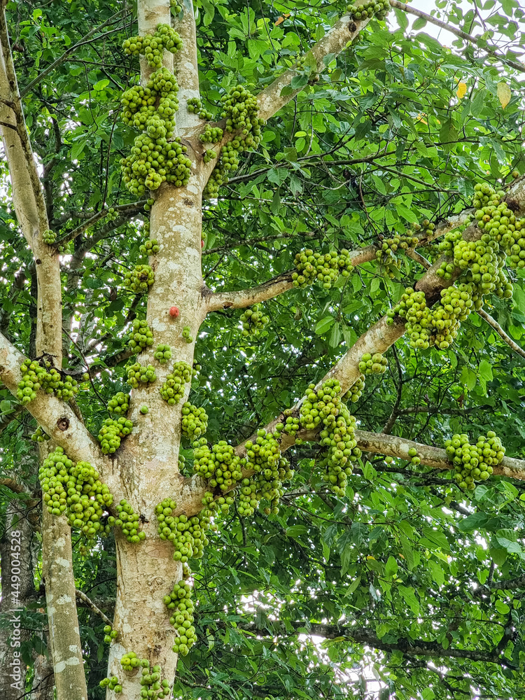 Fototapeta premium fresh fruit on the tree in the forest