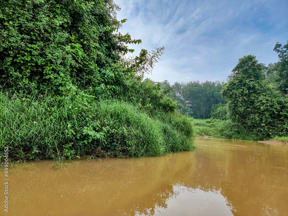 Brown river and green forest