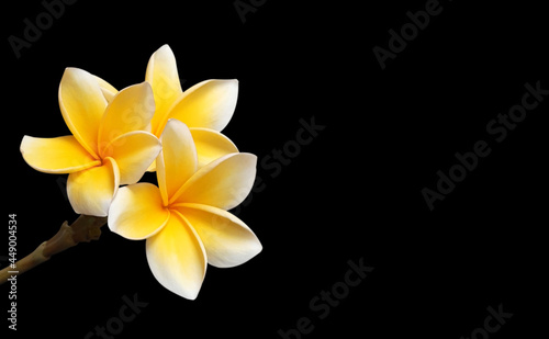 a beautiful and natural plumeria flower isolated on a black background