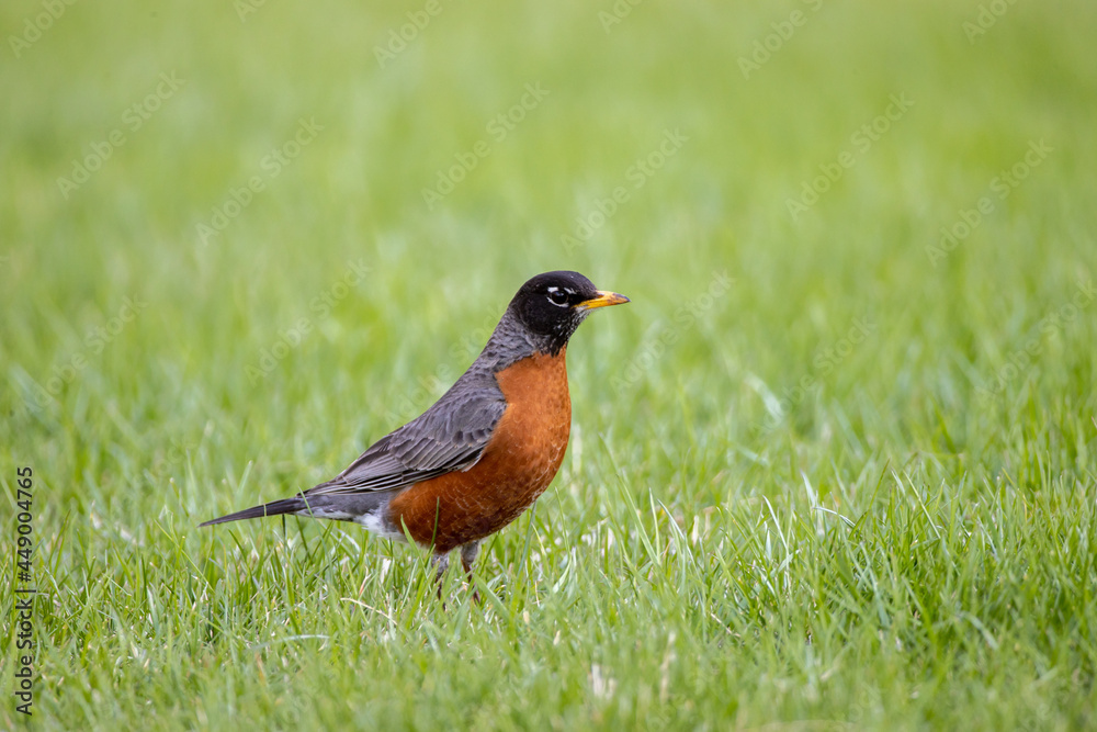 American Robin in grass taken in central MN American Robin in grass taken in central MN