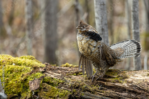 Photographie Ruffed Grouse male drumming on log taken in central MN