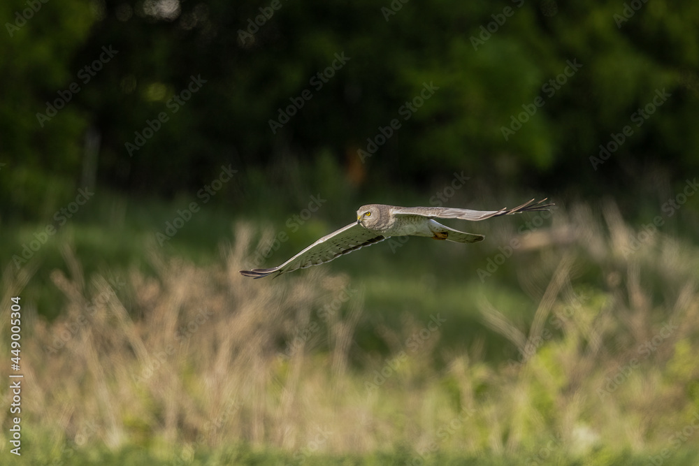 Northern Harrier male in flight taken in central MN Northern Harrier male in flight taken in central MN
