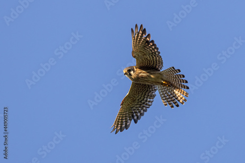 American Kestrel female in flight taken in central MN