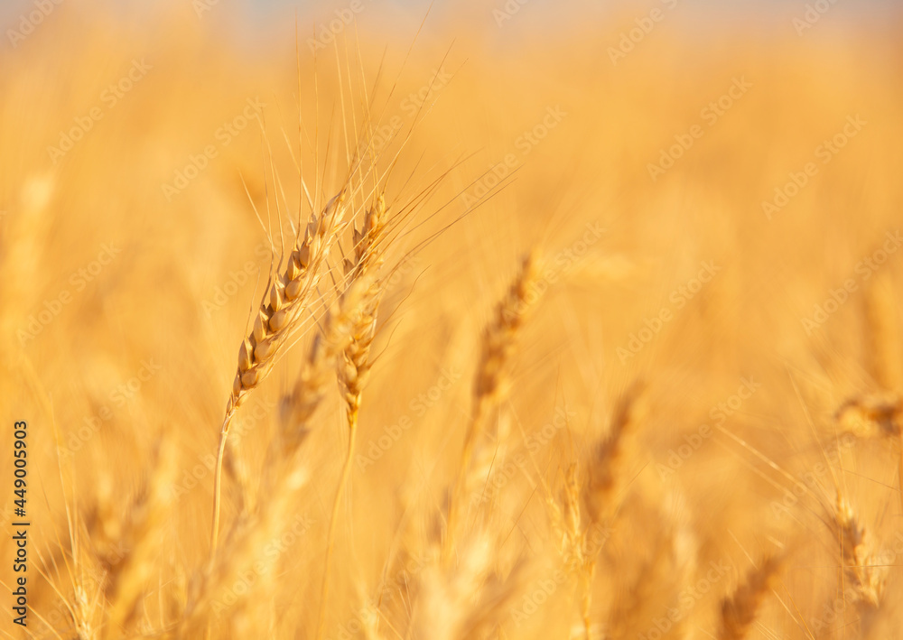 summer field with yellow ears of ripe wheat at sunset, background