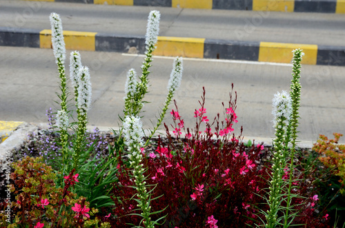 perennial flower bed with a predominance of purple in the garden and parks with bulbs photo