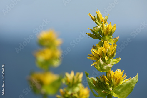 Yellow gentian in a meadow in the Vosges photo