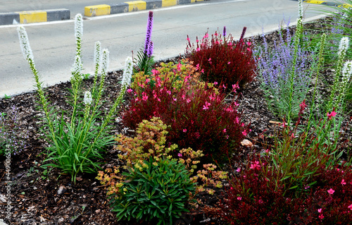 perennial flower bed with a predominance of purple in the garden and parks with bulbs photo