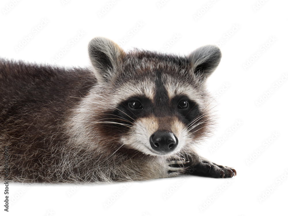 Cute funny common raccoon isolated on white