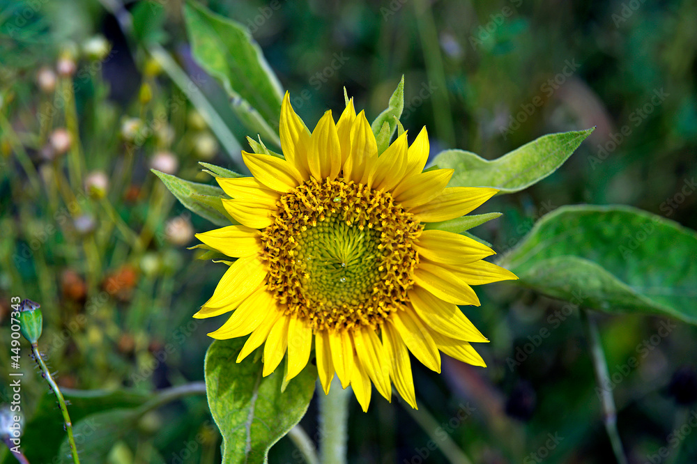 Fototapeta premium yellow inflorescences of an ornamental and cultivated plant called Sunflower growing in flower meadows in the city of Bialystok in Podlasie, Poland.
