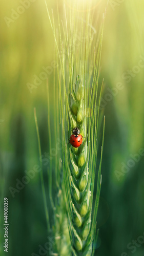 insect ladybug on wheat ears.