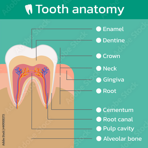 Tooth anatomy (Structure of tooth) , vector