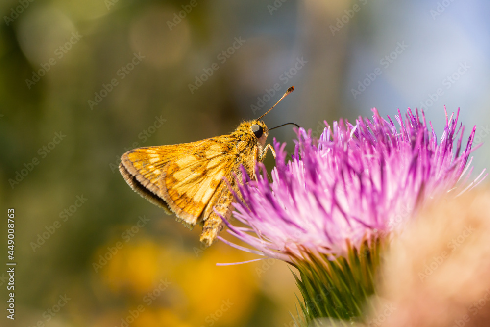 Peck's Skipper Feeding on Bull Thistle Flowers Peck's Skipper Feeding on Bull Thistle Flowers