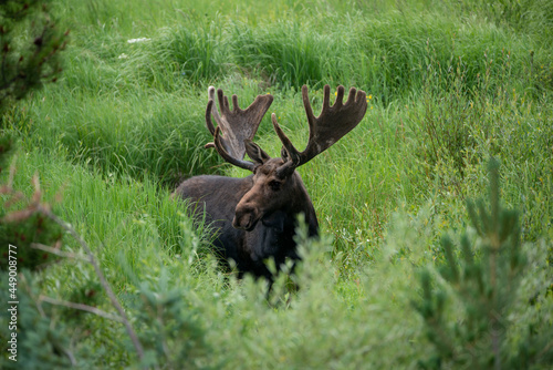 Bull moose with large antlers standing in green meadow in summer Rocky Mountains, Colorado, USA photo