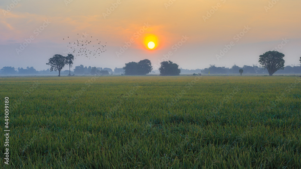Morning at sunrise In the rice fields and thin mist in Thailand Morning at sunrise In the rice fields and thin mist in Thailand