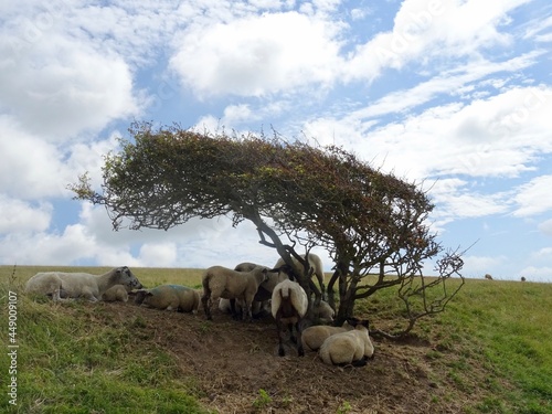 sheep under wind blown tree