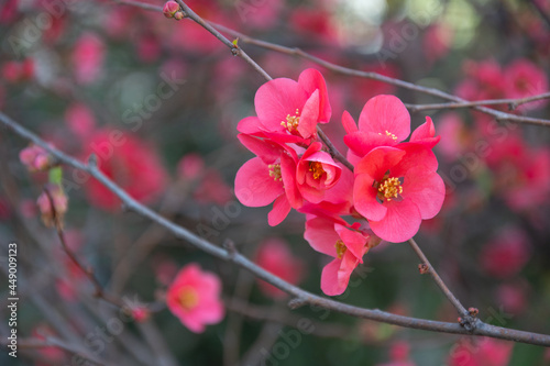 Pink flowers background
