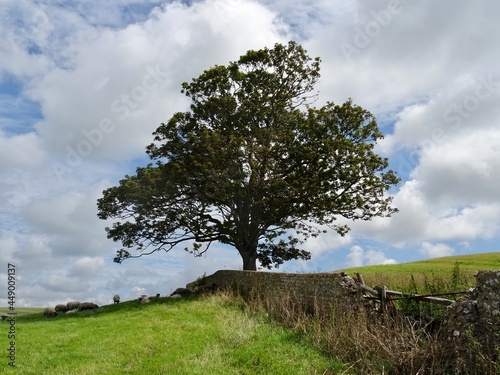 tree with field wall