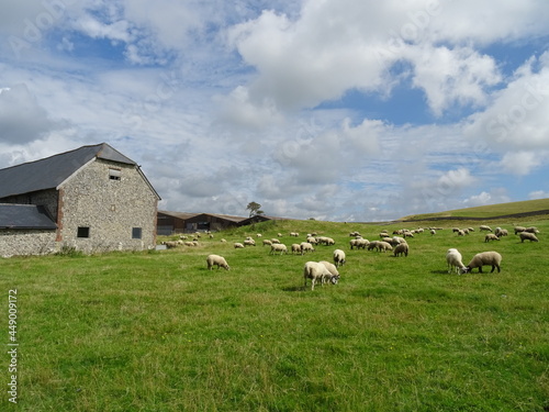 sheep in the field