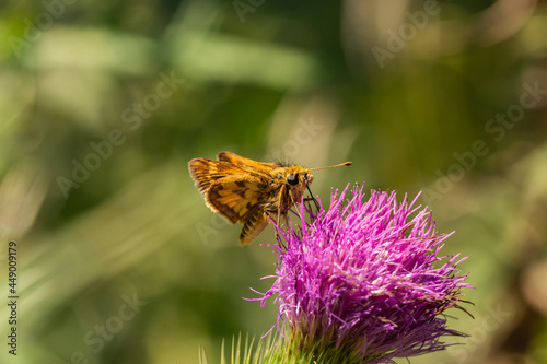 Peck's Skipper Feeding on Bull Thistle Flowers photo