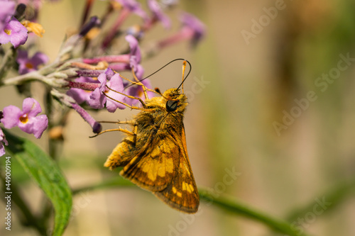 Peck's Skipper Feeding on Butterfly Bush Flowers photo