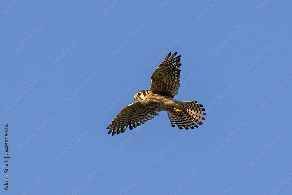 Fototapeta premium American Kestrel female in flight taken in central MN