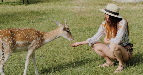 Woman feeding cute spotted deer bambi at petting zoo. Happy traveler girl enjoys socializing with wild animals in national park in summer. Baby fawn deer playing with people in contact zoo