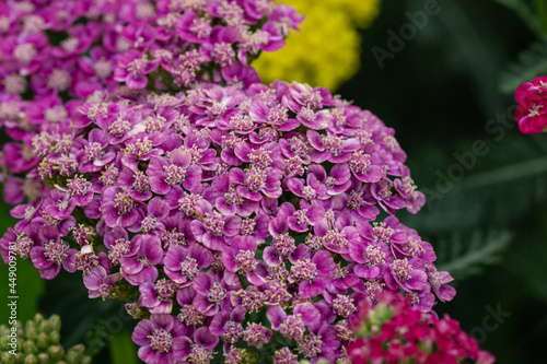 Pink Yarrow Flowers in Summer