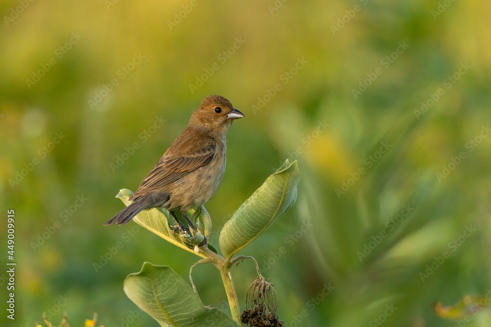 Fototapeta premium Indigo Bunting female taken in southern MN