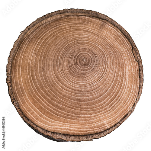 Foto Cut, slice, section of tree wood isolated on a white background