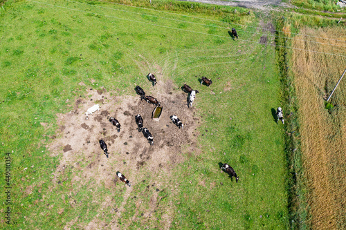 Aerial view of herd of cows by the water