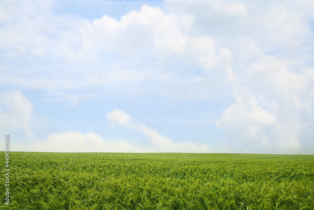 Beautiful agricultural field with ripening wheat crop Beautiful agricultural field with ripening wheat crop