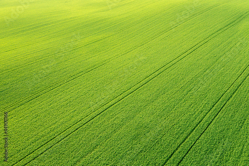 Green vibrant meadow aerial view © lukszczepanski