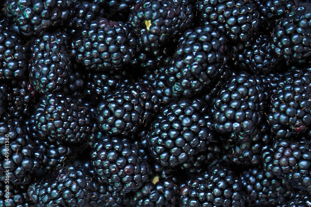 Blackberry fruits, food background. Rubus or Eubatus, black butte blackberry, bramble raspberry Blackberry fruits, food background. Rubus or Eubatus, black butte blackberry, bramble raspberry