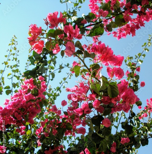 blooming bougainvillea branch