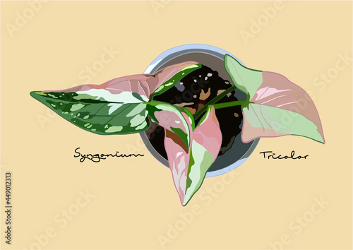 Vector Illustration of Syngonium Variegated, Syngonium Tricolors	
 photo
