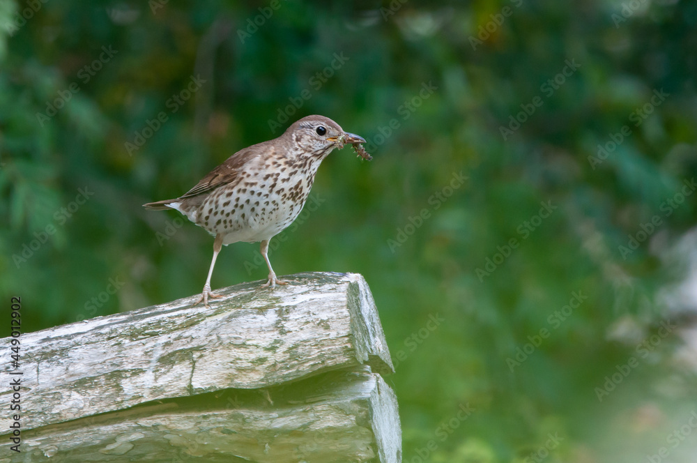 Song thrush and caterpillar