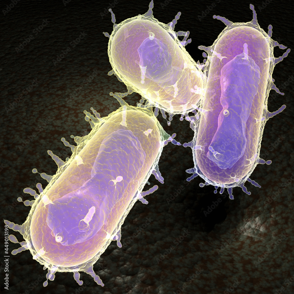 Yersinia pestis bacteria aka plague ilustraci n de stock adobe stock