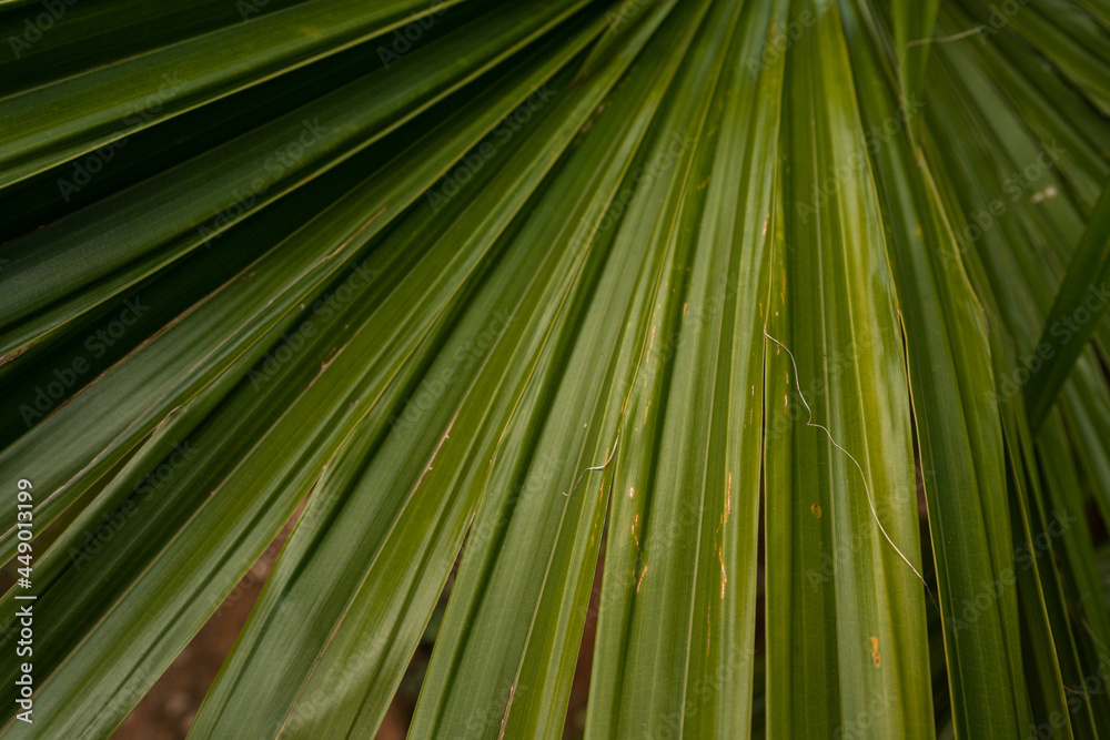 Tropikalne piękne zielone roślinne tło, zbliżenie na liście palmy. - obrazy, fototapety, plakaty 