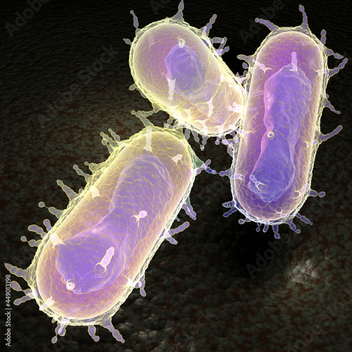 Yersinia pestis bacteria AKA plague photo