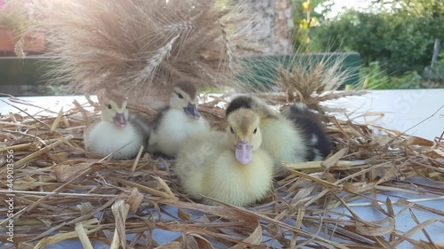 Four muskovy ducklings sit on a white table in the ears of wheat in the garden photo