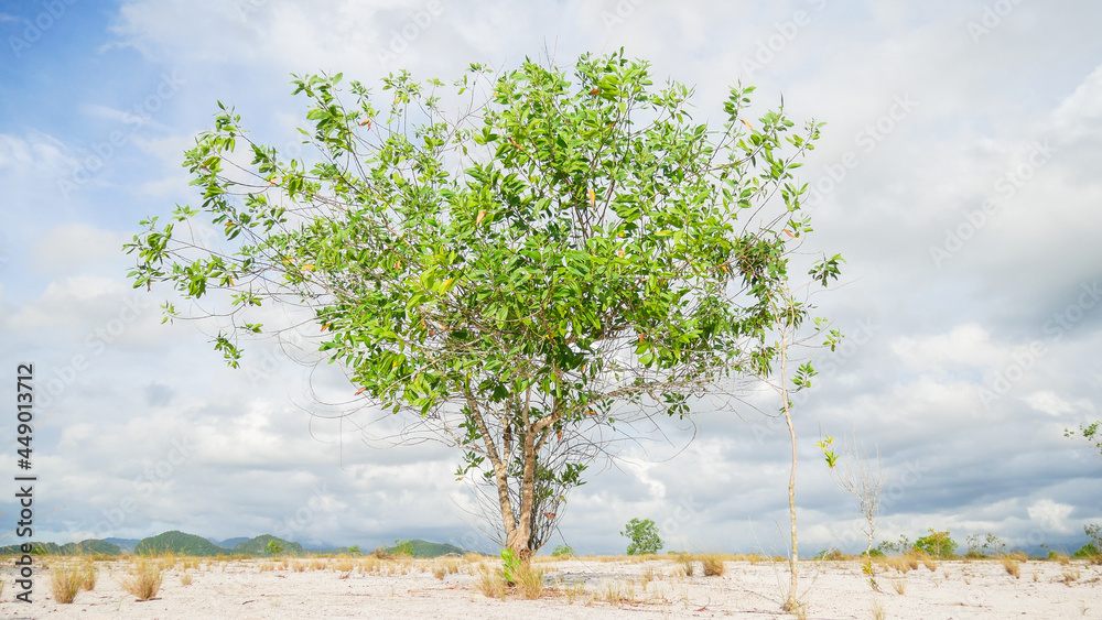 Foto de Eucalyptus trees in nature live in arid areas. Eucalyptus trees