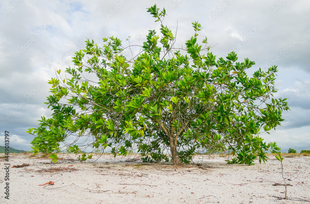 Eucalyptus trees in nature live in arid areas. Eucalyptus trees are
