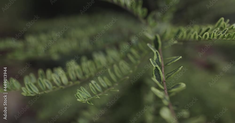 Plant with colorful leaves in home garden Plant with colorful leaves in home garden