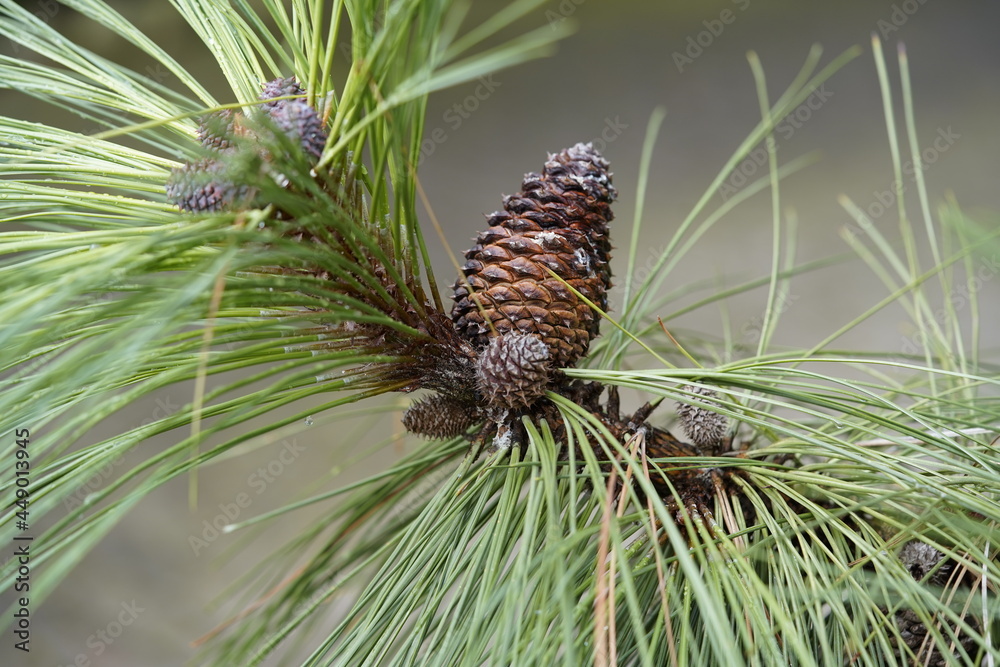 Pinus ponderosa Douglas ex C.Lawson. This species is accepted, and its native range is SW. Canada to N. Mexico. Pinaceae family. Pinus ponderosa Douglas ex C.Lawson. This species is accepted, and its native range is SW. Canada to N. Mexico. Pinaceae family.