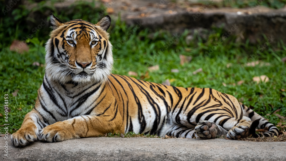 Obraz premium tiger lying in the park